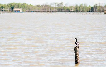 ธรรมชาติรอบเกาะนก